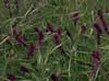 org_hairyvetch.jpg